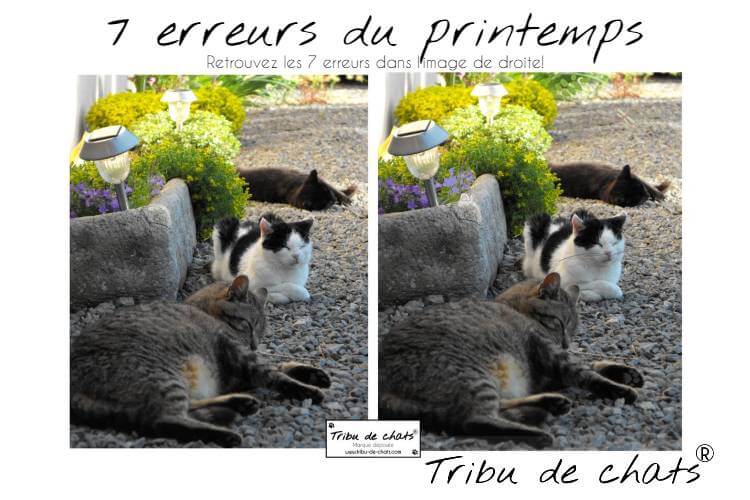 Jeu des 7 erreurs chats, printemps, blog chat | Tribu de chats
